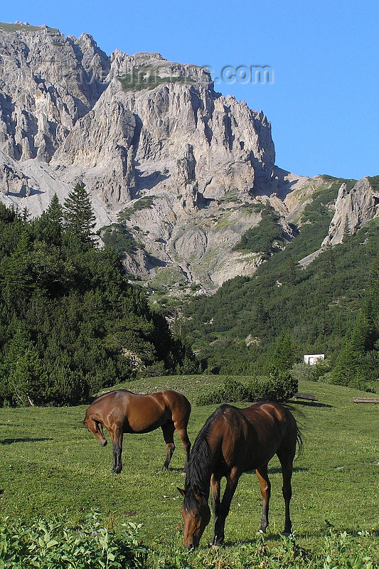 liech52: Liechtenstein - Malbun: horses grazing - photo by J.Kaman - (c) Travel-Images.com - Stock Photography agency - Image Bank