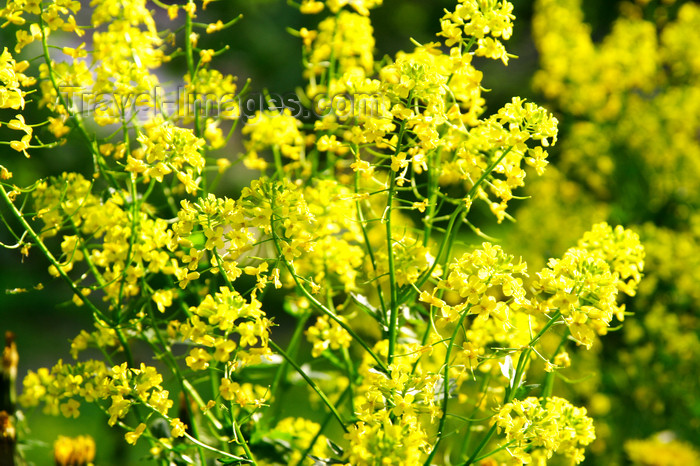 lithuania151: Lithuania - Vilnius: Lithuanian flowers - photo by Sandia - (c) Travel-Images.com - Stock Photography agency - Image Bank