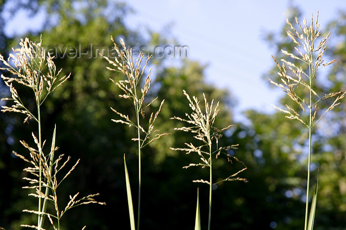 lithuania180: Lithuania - Vilnius: Lithuanian bent - Agrostis capillaris - photo by Sandia - (c) Travel-Images.com - Stock Photography agency - Image Bank