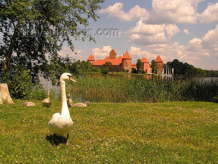 lithuania43: Lithuania / Litva / Litauen - Trakai: geese family and Trakai Castle - goose - photo by J.Kaman - (c) Travel-Images.com - Stock Photography agency - Image Bank