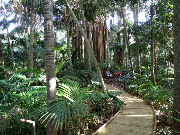 lord-howe7: Lord Howe island: meandering pathways lead through forest gardens to the beach - Kentia Palms and Banyan Trees - photo by R.Eime - (c) Travel-Images.com - Stock Photography agency - Image Bank