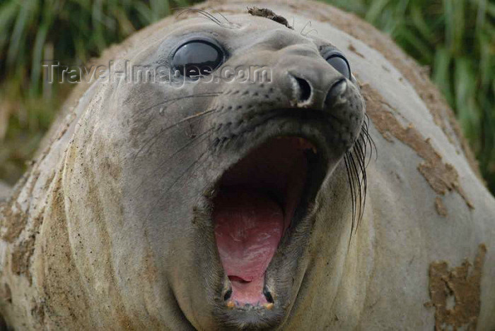 macquarie1: Macquarie island - UNESCO World Heritage Site: Juvenile Elephant seal - photo by Eric Philips / Icetrek - (c) Travel-Images.com - Stock Photography agency - Image Bank