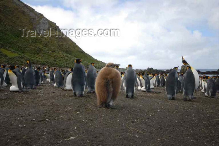 macquarie2: Macquarie island - UNESCO World Heritage Site: penguin rookery - Latitude of 54°30' South, longitude 158°57' East - photo by Eric Philips / Icetrek - (c) Travel-Images.com - Stock Photography agency - Image Bank