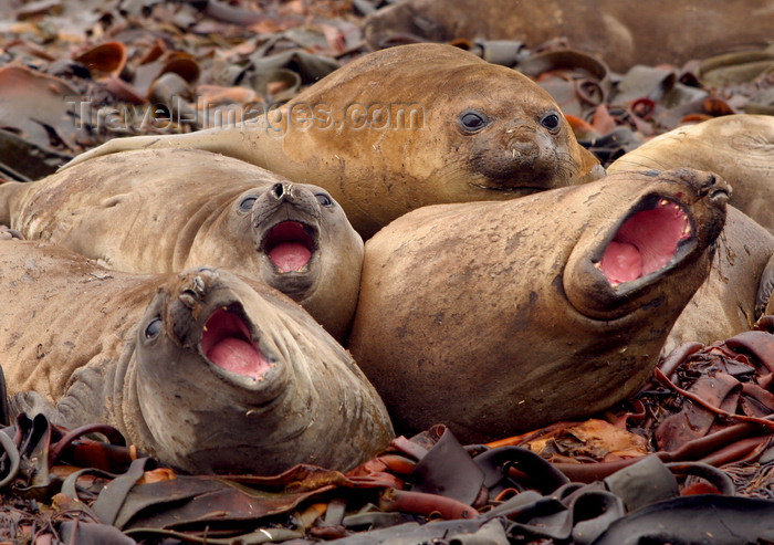 macquarie4: Macquarie Island: blubbershop quartet - a chorus of young elephant seals - Mirounga leonina - UNESCO World Heritage Site - photo by R.Eime - (c) Travel-Images.com - Stock Photography agency - Image Bank