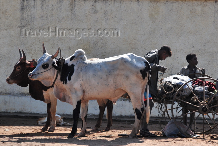 madagascar103: Morondava - Menabe, Toliara province, Madagascar: oxen take a rest - photo by M.Torres - (c) Travel-Images.com - Stock Photography agency - Image Bank