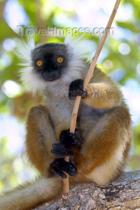 madagascar11: Lokobe Reserve, Nosy Be, Antsiranana Province, Madagascar: female Brown Lemur - photo by R.Eime - (c) Travel-Images.com - Stock Photography agency - Image Bank
