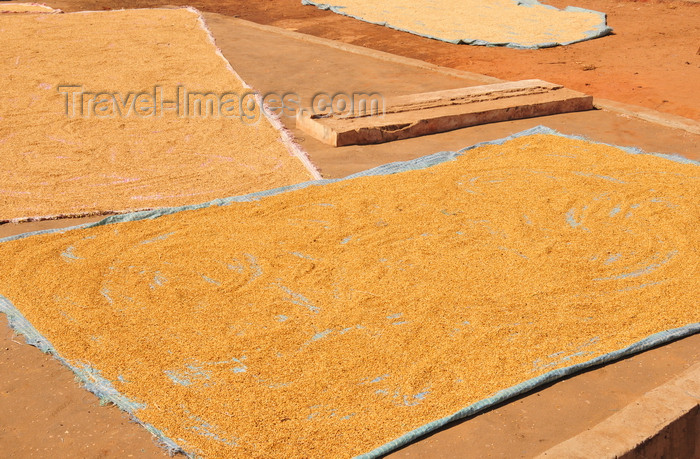 madagascar110: Morondava - Menabe, Toliara province, Madagascar: rice dries in the sun - photo by M.Torres - (c) Travel-Images.com - Stock Photography agency - Image Bank