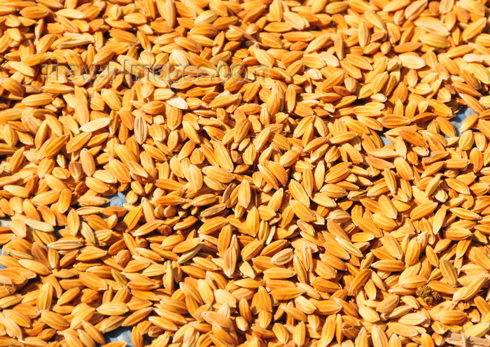 madagascar111: Morondava - Menabe, Toliara province, Madagascar: rice dries in the sun - close up - photo by M.Torres - (c) Travel-Images.com - Stock Photography agency - Image Bank