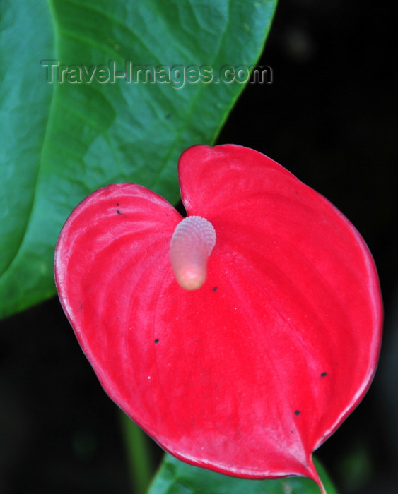 madagascar124: Andasibe, Alaotra-Mangoro, Toamasina Province, Madagascar: anthurium - red flower - photo by M.Torres - (c) Travel-Images.com - Stock Photography agency - Image Bank