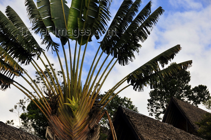 madagascar125: Andasibe, Alaotra-Mangoro, Toamasina Province, Madagascar: travellers' palm and thatched roofs - photo by M.Torres - (c) Travel-Images.com - Stock Photography agency - Image Bank