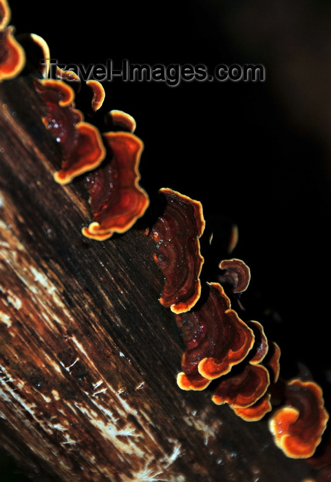 madagascar128: Andasibe, Alaotra-Mangoro, Toamasina Province, Madagascar: fungi on an old trunk - Analamazoatra Reserve / Périnet - photo by M.Torres - (c) Travel-Images.com - Stock Photography agency - Image Bank