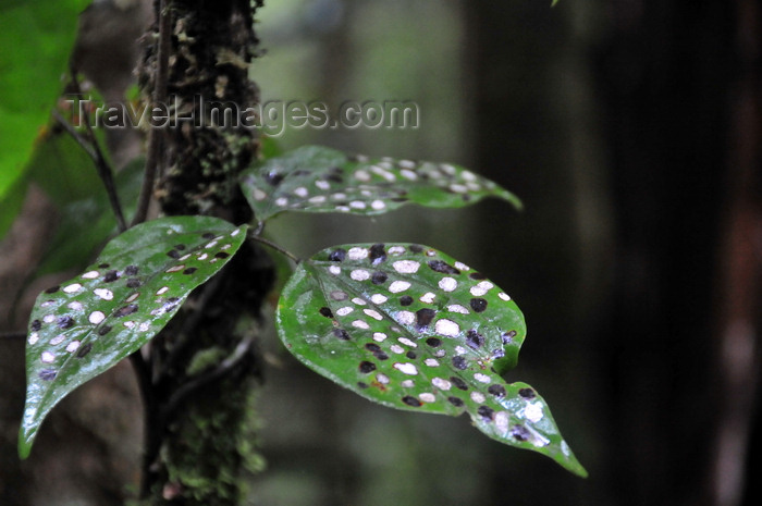 madagascar129: Andasibe, Alaotra-Mangoro, Toamasina Province, Madagascar: leaves with white and black spots - Analamazoatra Reserve / Périnet - photo by M.Torres - (c) Travel-Images.com - Stock Photography agency - Image Bank