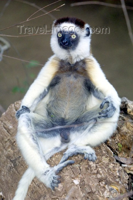 madagascar13: Madagascar - Berenty reserve near Fort-Dauphin, Toliara province: lemur - Verreaux's Sifaka - Propithecus verreauxi - primate - Indriidae family - photo by R.Eime - (c) Travel-Images.com - Stock Photography agency - Image Bank