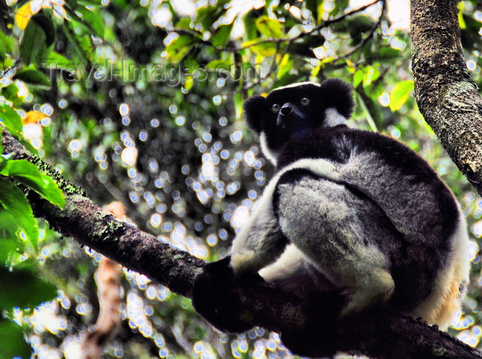 madagascar130: Andasibe, Analanjirofo, Toamasina Province, Madagascar: lemur on a tree - Indri indri - Babakoto - Analamazoatra Reserve / Périnet - Andasibe-Mantadia National Park - photo by M.Torres - (c) Travel-Images.com - Stock Photography agency - Image Bank