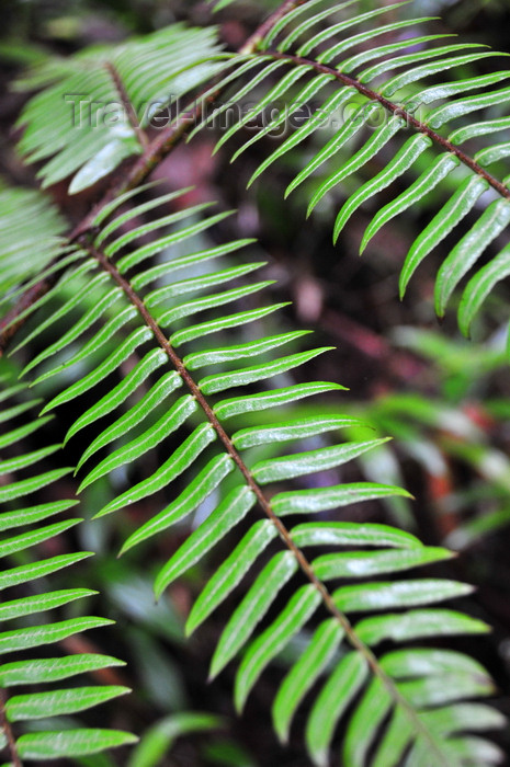 madagascar131: Andasibe, Alaotra-Mangoro, Toamasina Province, Madagascar: fern leaves - Analamazoatra Reserve / Périnet - photo by M.Torres - (c) Travel-Images.com - Stock Photography agency - Image Bank