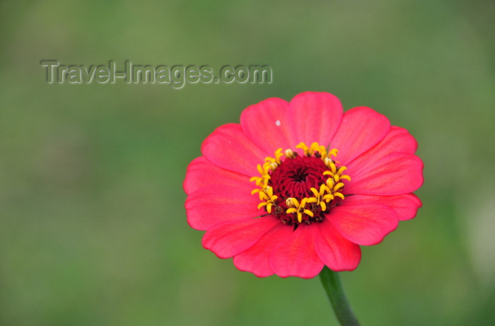 madagascar134: Mahambo, Analanjirofo, Toamasina Province, Madagascar: red flower - photo by M.Torres - (c) Travel-Images.com - Stock Photography agency - Image Bank