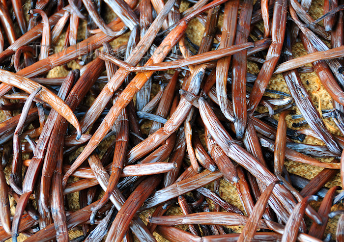 madagascar147: Soanierana Ivongo, Analanjirofo, Toamasina Province, Madagascar: vanilla pods drying - curing process - Bourbon-Madagascar vanilla - photo by M.Torres - (c) Travel-Images.com - Stock Photography agency - Image Bank