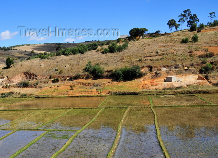 madagascar161: RN2, Alaotra-Mangoro region, Toamasina Province, Madagascar: rice paddies - agriculture - photo by M.Torres - (c) Travel-Images.com - Stock Photography agency - Image Bank