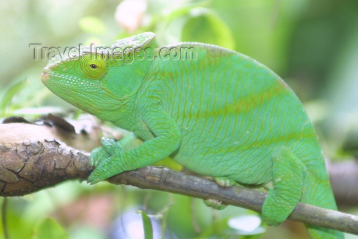 madagascar17: Madagascar - Lokobe Reserve: world's largest chameleon - the neon green, calumma parsonii - Parson's chameleon - camaleão - photo by R.Eime - (c) Travel-Images.com - Stock Photography agency - Image Bank