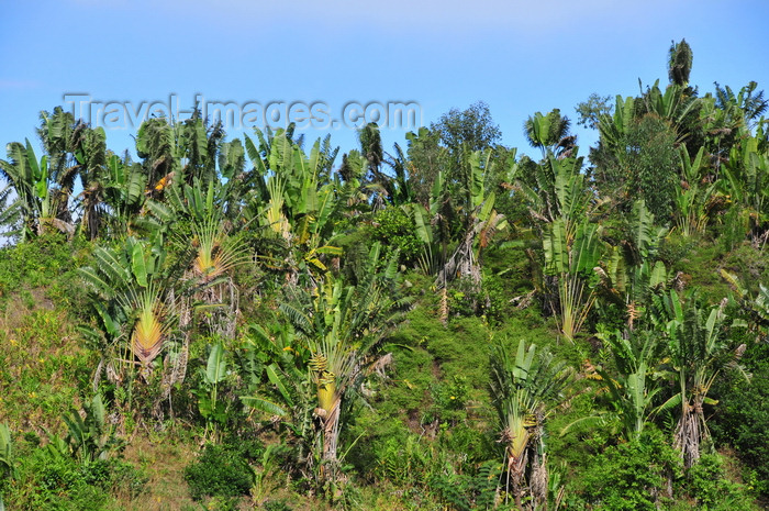 madagascar170: RN2, Atsinanana region, Toamasina Province, Madagascar: forest of travellers' palms - Ravenala madagascariensis - photo by M.Torres - (c) Travel-Images.com - Stock Photography agency - Image Bank