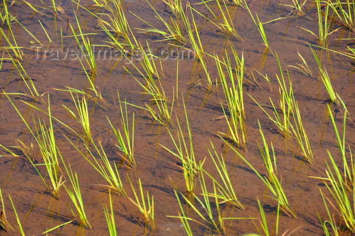 madagascar171: RN5, Analanjirofo region, Toamasina Province, Madagascar: flooded rice field - close-up of rice plants - monocot plant Oryza sativa - photo by M.Torres - (c) Travel-Images.com - Stock Photography agency - Image Bank