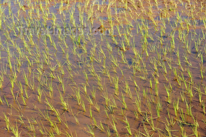 madagascar172: RN5, Analanjirofo region, Toamasina Province, Madagascar: flooded rice field - rice paddy - Malagasy staple food - photo by M.Torres - (c) Travel-Images.com - Stock Photography agency - Image Bank