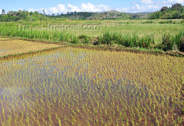 madagascar173: RN5, Analanjirofo region, Toamasina Province, Madagascar: flooded rice field - Malagasy agriculture - photo by M.Torres - (c) Travel-Images.com - Stock Photography agency - Image Bank