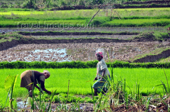 madagascar174: RN5, Analanjirofo region, Toamasina Province, Madagascar: workers toiling a rice field - third world agriculture - photo by M.Torres - (c) Travel-Images.com - Stock Photography agency - Image Bank