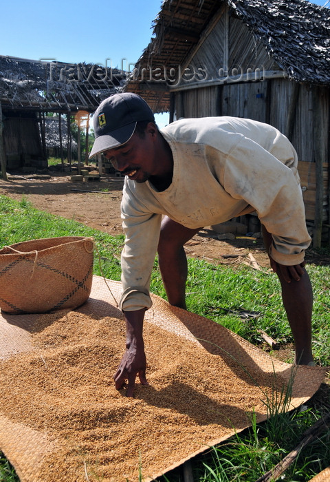 madagascar175: RN5, Analanjirofo region, Toamasina Province, Madagascar: farmer inspecting drying rice - photo by M.Torres - (c) Travel-Images.com - Stock Photography agency - Image Bank