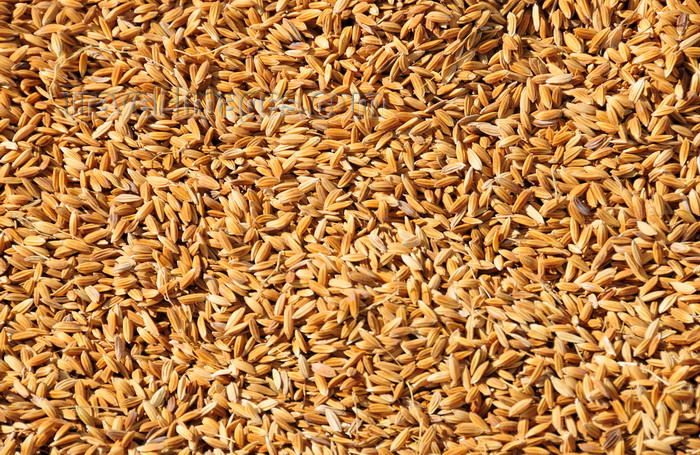 madagascar176: RN5, Analanjirofo region, Toamasina Province, Madagascar: rice drying in the sun - cereal grain - photo by M.Torres - (c) Travel-Images.com - Stock Photography agency - Image Bank