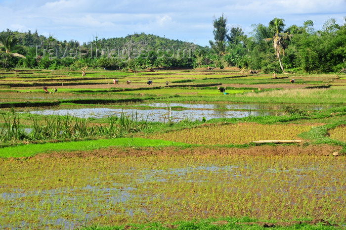 madagascar177: RN5, Analanjirofo region, Toamasina Province, Madagascar: irrigated rice paddies - photo by M.Torres - (c) Travel-Images.com - Stock Photography agency - Image Bank
