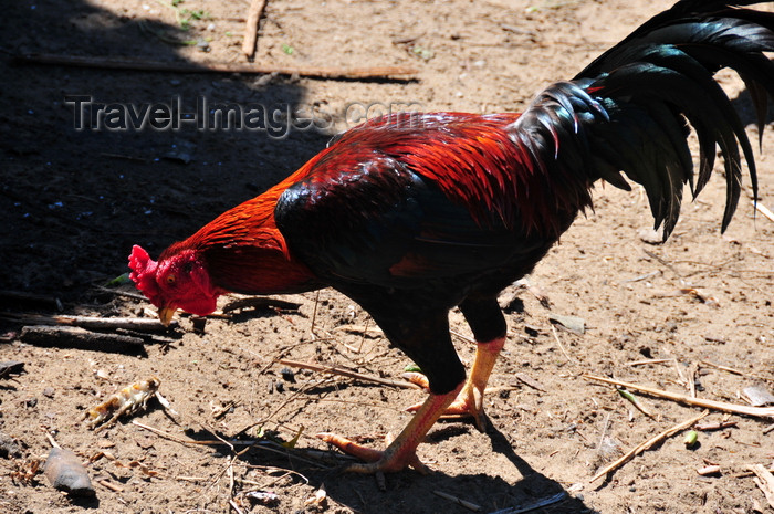 madagascar178: RN5, Analanjirofo region, Toamasina Province, Madagascar: cockrel looking for food - photo by M.Torres - (c) Travel-Images.com - Stock Photography agency - Image Bank