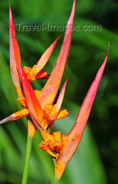 madagascar179: RN5, Atsinanana region, Toamasina Province, Madagascar: flowers - Heliconias - photo by M.Torres - (c) Travel-Images.com - Stock Photography agency - Image Bank