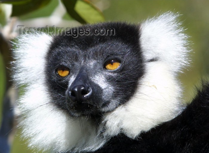 madagascar18: Perinet Reserve, near Andasibe, Toamasina Province, Madagascar: acutely endangered Black and White Ruffed Lemur - Varecia variegata - arboreal primate - this species is still hunted for food - photo by R.Eime - (c) Travel-Images.com - Stock Photography agency - Image Bank