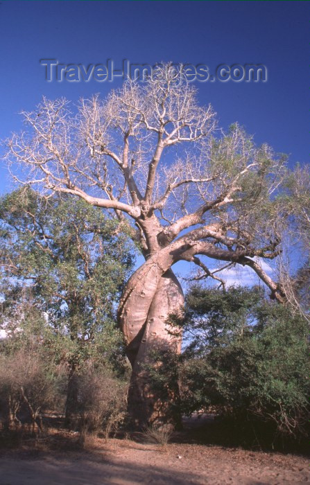 madagascar19: north of Morondava, off  the road to Belon'i Tsiribihina, Menabe region, Toliara region, Madagascar: Les Baobabs Amoureux - Lover baobabs - Adansonia rubrostipa - 'fony' - entwined trees - photo by R.Eime - (c) Travel-Images.com - Stock Photography agency - Image Bank