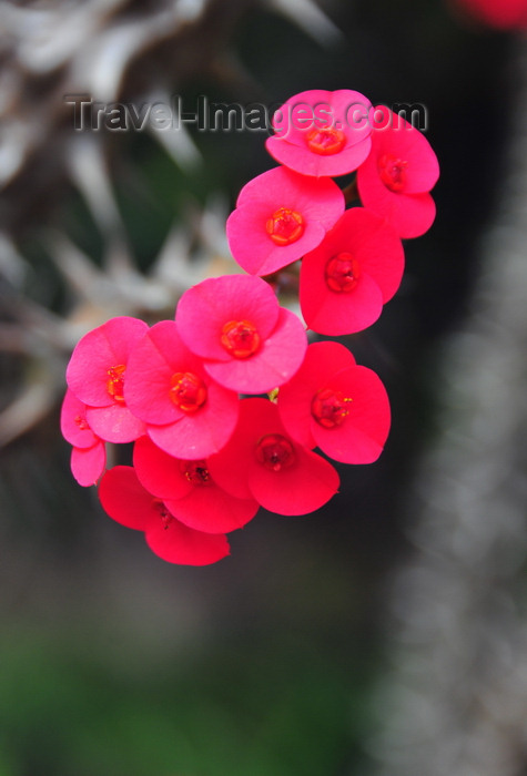 madagascar200: Ambohimanga Rova, Antananarivo-Avaradrano, Analamanga region, Antananarivo province, Madagascar: Royal Hill of Ambohimanga - red flowers of a thorny plant - photo by M.Torres - (c) Travel-Images.com - Stock Photography agency - Image Bank