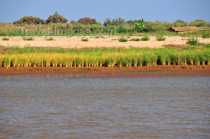 madagascar217: Belo sur Tsiribihina, Menabe Region, Toliara Province, Madagascar: rice cultivated on the banks of the Tsiribihina river - agriculture - photo by M.Torres - (c) Travel-Images.com - Stock Photography agency - Image Bank