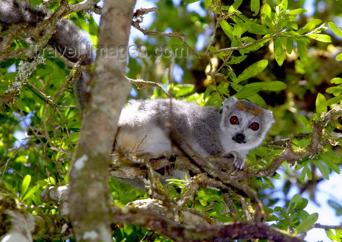 madagascar22: Montagne d'Ambre National Park, Antsiranana / Diego Suarez Province, Madagascar: female Crowned Lemur on a tree - Eulemur coronatus - photo by R.Eime - (c) Travel-Images.com - Stock Photography agency - Image Bank