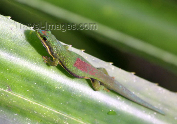 madagascar23: Perinet Reserve, near Andasibe, Toamasina Province, Madagascar: day gecko - genus Phelsuma - reptile common to the forests in the East of Madagascar - photo by R.Eime - (c) Travel-Images.com - Stock Photography agency - Image Bank