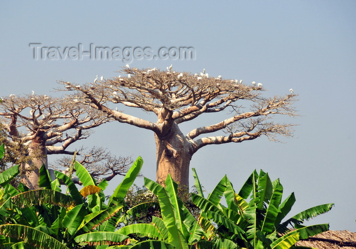 madagascar231: West coast road between Morondava and Alley of the Baobabs, Toliara Province, Madagascar: baobabs, banana trees and egrets - Adansonia grandidieri - photo by M.Torres - (c) Travel-Images.com - Stock Photography agency - Image Bank