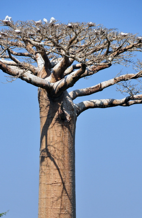 madagascar233: West coast road between Morondava and Alley of the Baobabs, Toliara Province, Madagascar: flock of egrets resting on a baobab - Adansonia grandidieri, the most aesthetical of all baobabs - photo by M.Torres - (c) Travel-Images.com - Stock Photography agency - Image Bank