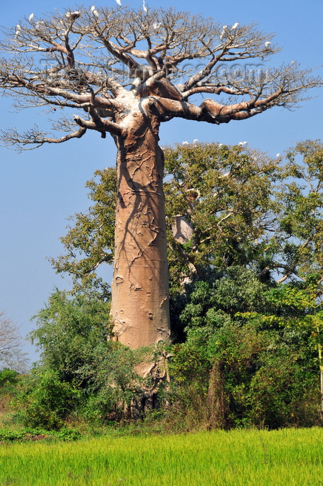 madagascar234: West coast road between Morondava and Alley of the Baobabs, Toliara Province, Madagascar: baobab, egrets and rice field - Adansonia grandidieri - photo by M.Torres - (c) Travel-Images.com - Stock Photography agency - Image Bank