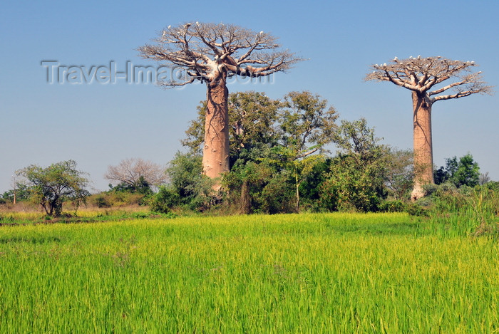 madagascar235: West coast road between Morondava and Alley of the Baobabs, Toliara Province, Madagascar: tall rice, baobabs and egrets - Adansonia grandidieri - photo by M.Torres - (c) Travel-Images.com - Stock Photography agency - Image Bank