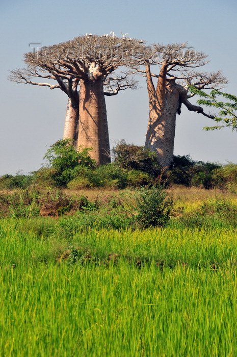 madagascar236: West coast road between Morondava and Alley of the Baobabs, Toliara Province, Madagascar: rice field and cluster of baobabs that survived deforestation due to their sacred character - Adansonia grandidieri - photo by M.Torres - (c) Travel-Images.com - Stock Photography agency - Image Bank