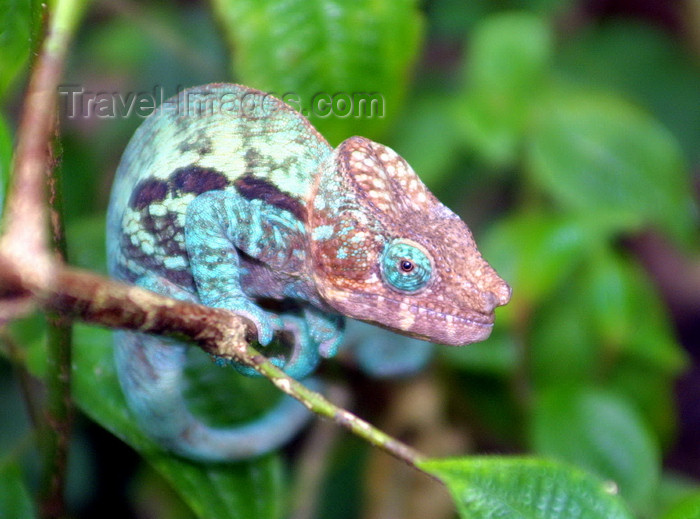 madagascar24: Lokobe Reserve, Nosy Be, Antsiranana Province, Madagascar: Parson's chameleon - Calumma parsonii - listed on CITES Appendix II - reptile endemic to the humid primary forest in the east and north of the country - photo by R.Eime - (c) Travel-Images.com - Stock Photography agency - Image Bank