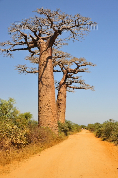 madagascar240: West coast road between Morondava and Alley of the Baobabs, Toliara Province, Madagascar: pair of baobabs along the main road - Adansonia grandidieri - photo by M.Torres - (c) Travel-Images.com - Stock Photography agency - Image Bank