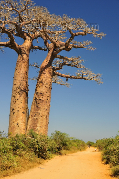 madagascar241: West coast road between Morondava and Alley of the Baobabs, Toliara Province, Madagascar: dirt road and twin baobabs - Adansonia grandidieri - photo by M.Torres - (c) Travel-Images.com - Stock Photography agency - Image Bank