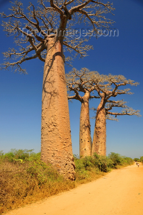 madagascar242: West coast road between Morondava and Alley of the Baobabs, Toliara Province, Madagascar: dirt road and baobabs with horizontal branches - Adansonia grandidieri, the better known of Malagasy baobabs - photo by M.Torres - (c) Travel-Images.com - Stock Photography agency - Image Bank