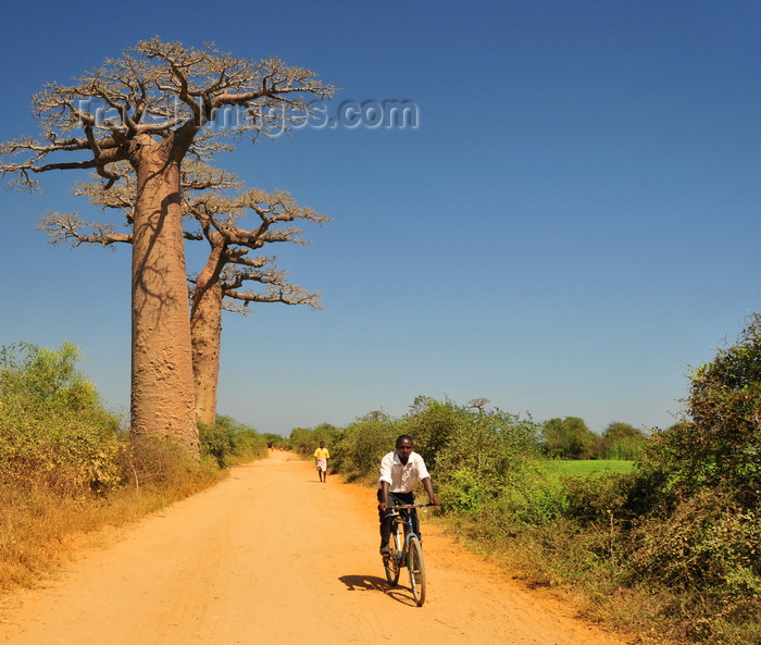 madagascar243: West coast road between Morondava and Alley of the Baobabs, Toliara Province, Madagascar: bycicle rider going north and baobabs - Adansonia grandidieri - photo by M.Torres - (c) Travel-Images.com - Stock Photography agency - Image Bank