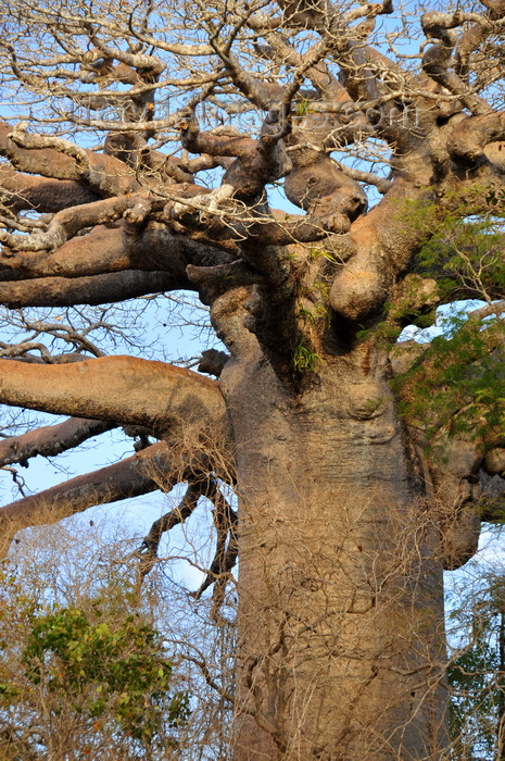 madagascar245: West coast road between the Tsiribihina river and Alley of the Baobabs, Toliara Province, Madagascar: baobab detail - photo by M.Torres - (c) Travel-Images.com - Stock Photography agency - Image Bank